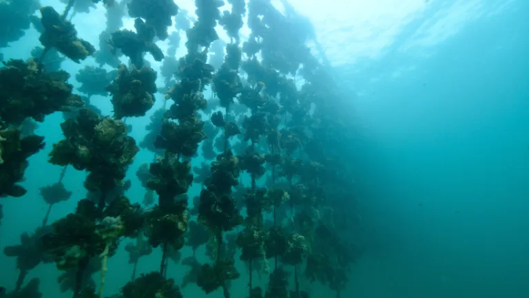 OYSTER FARM