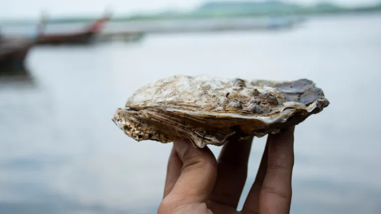OYSTER
